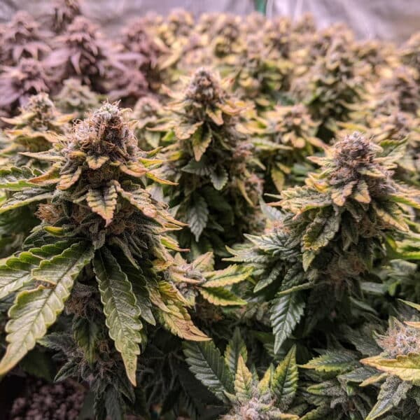 Week 9 Day 61 White Widow