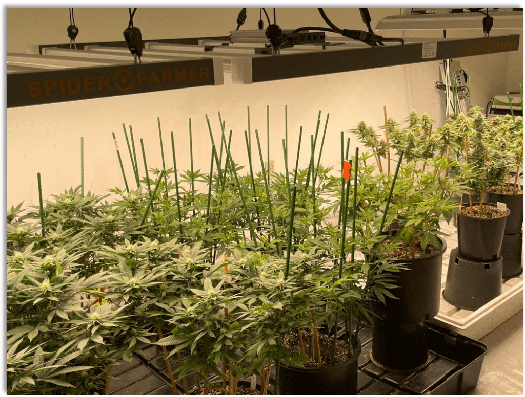 led grow light for indoor grow