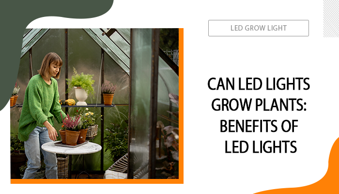 Can LED Lights Grow Plants