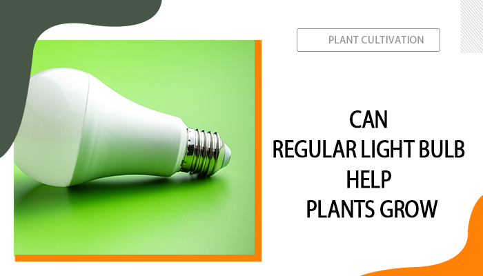 Can a Regular Light Bulb Help Plants Grow