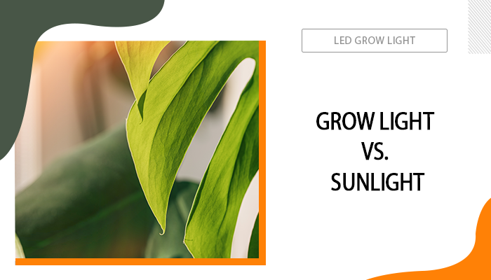 Grow Light vs. Sunlight