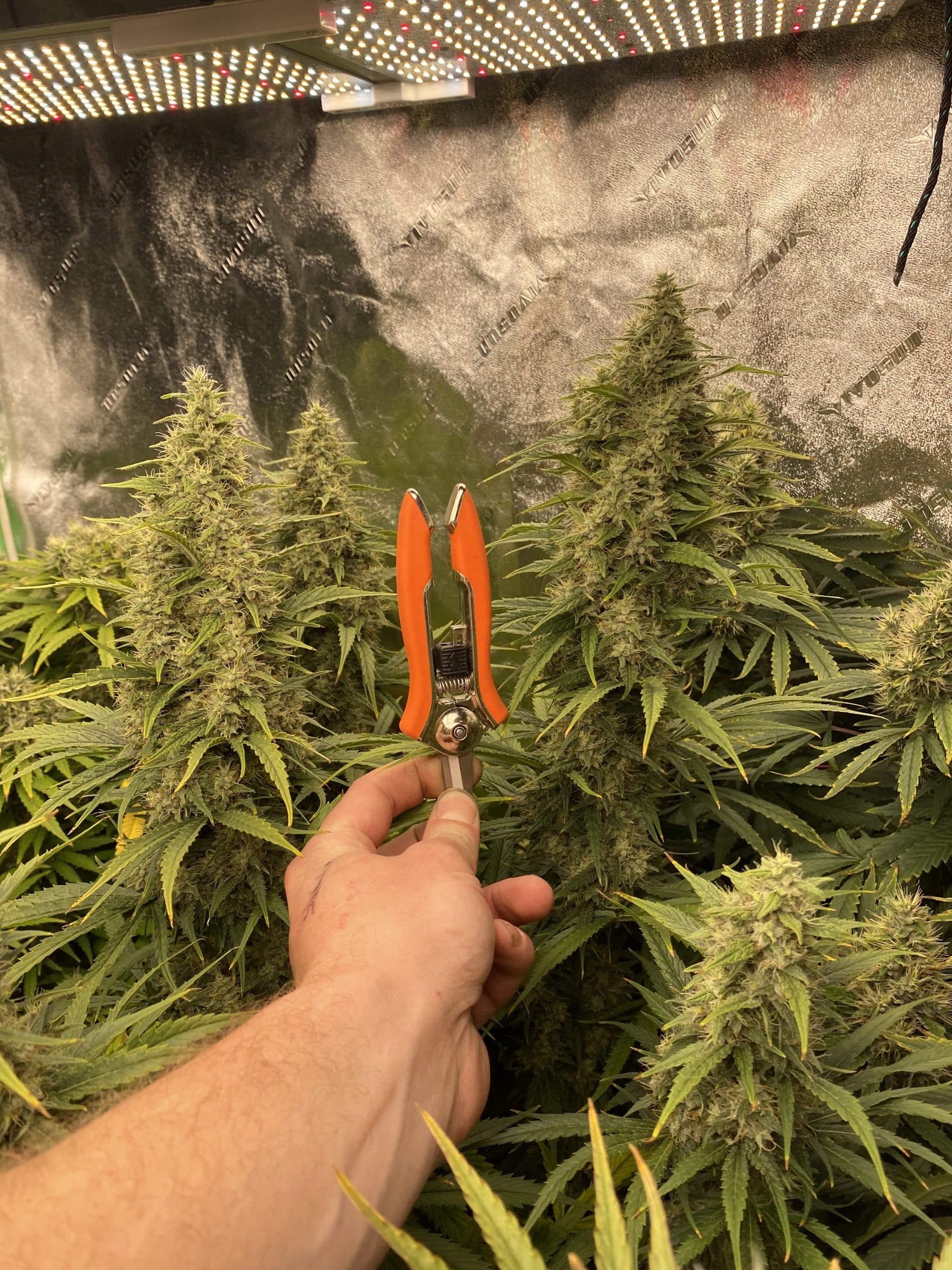 SF4000-1st true grow-veg 1-5 weeks. flower 6-10 weeks-2