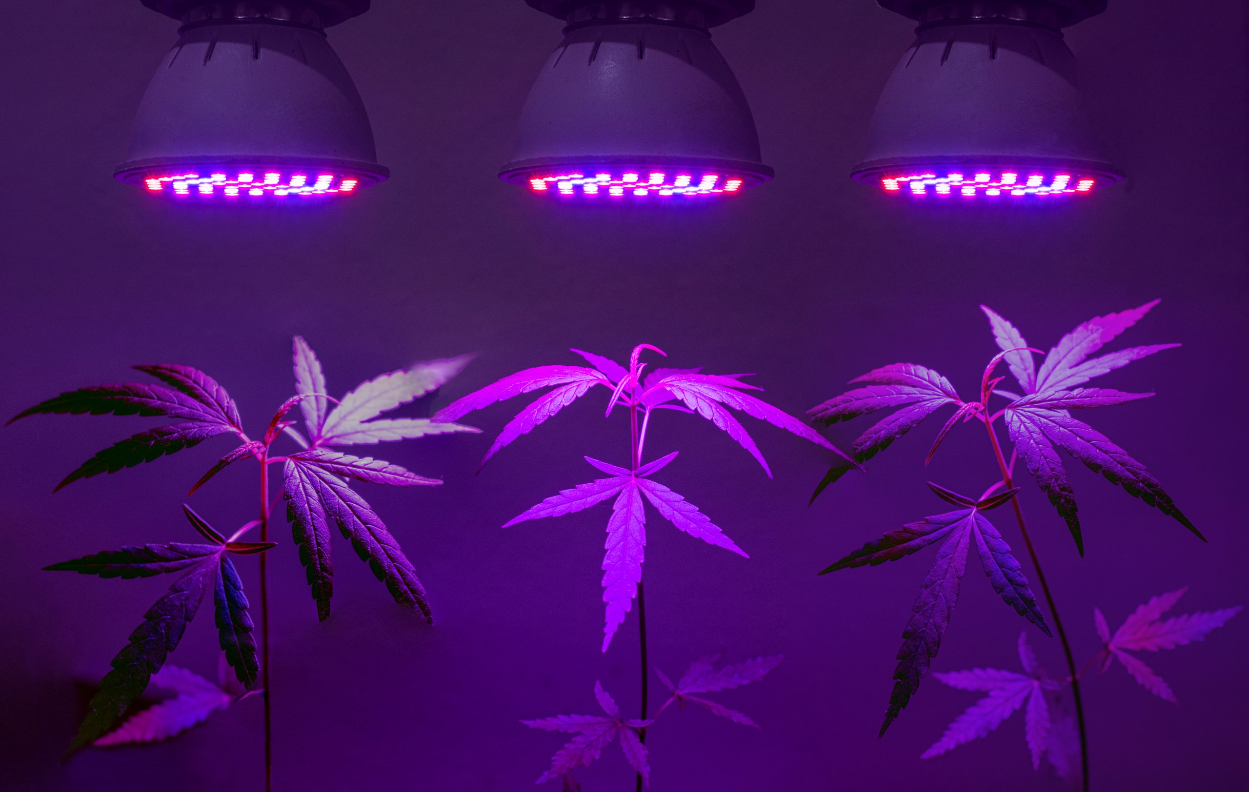 LED grow lights