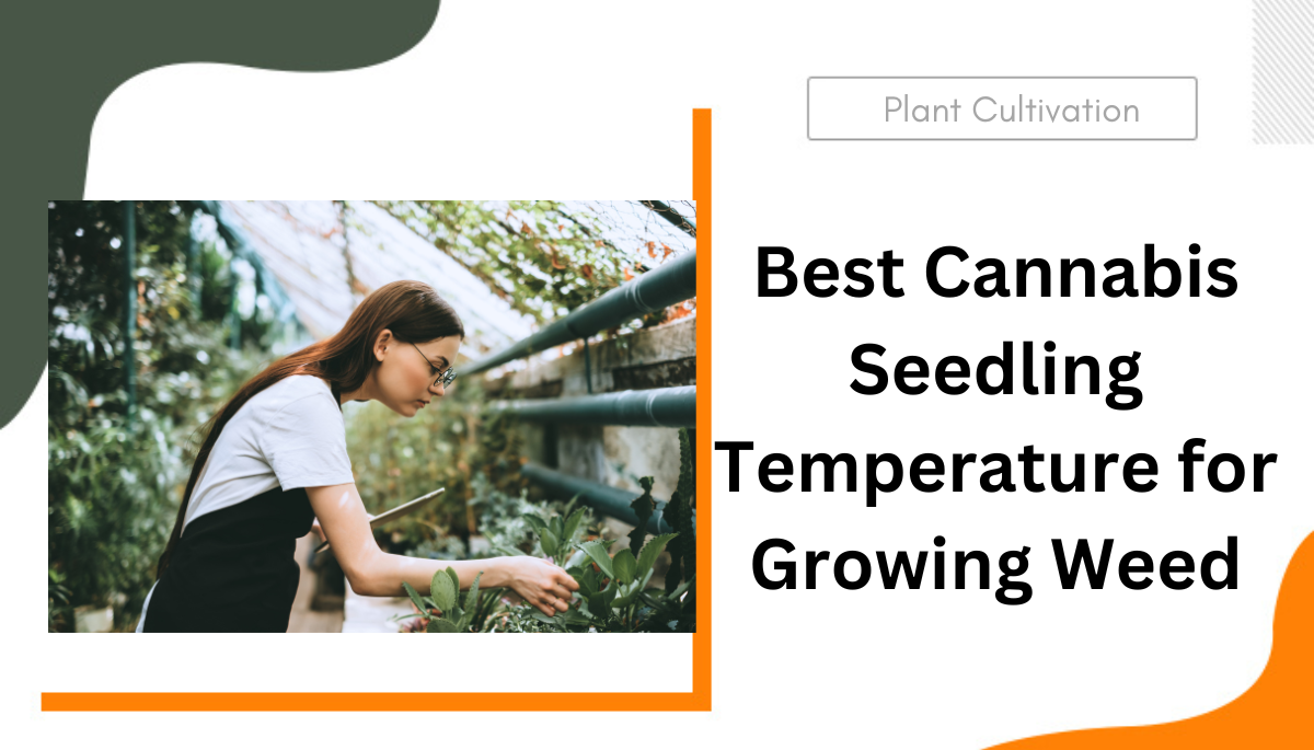 Best Cannabis Seedling Temperature for Growing Weed