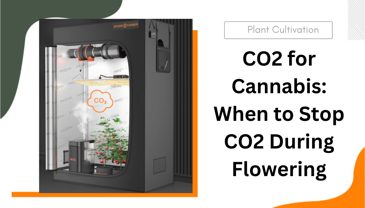 When to Stop CO2 During Flowering