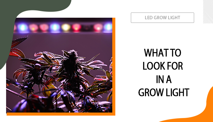 What to Look for in A Grow Light