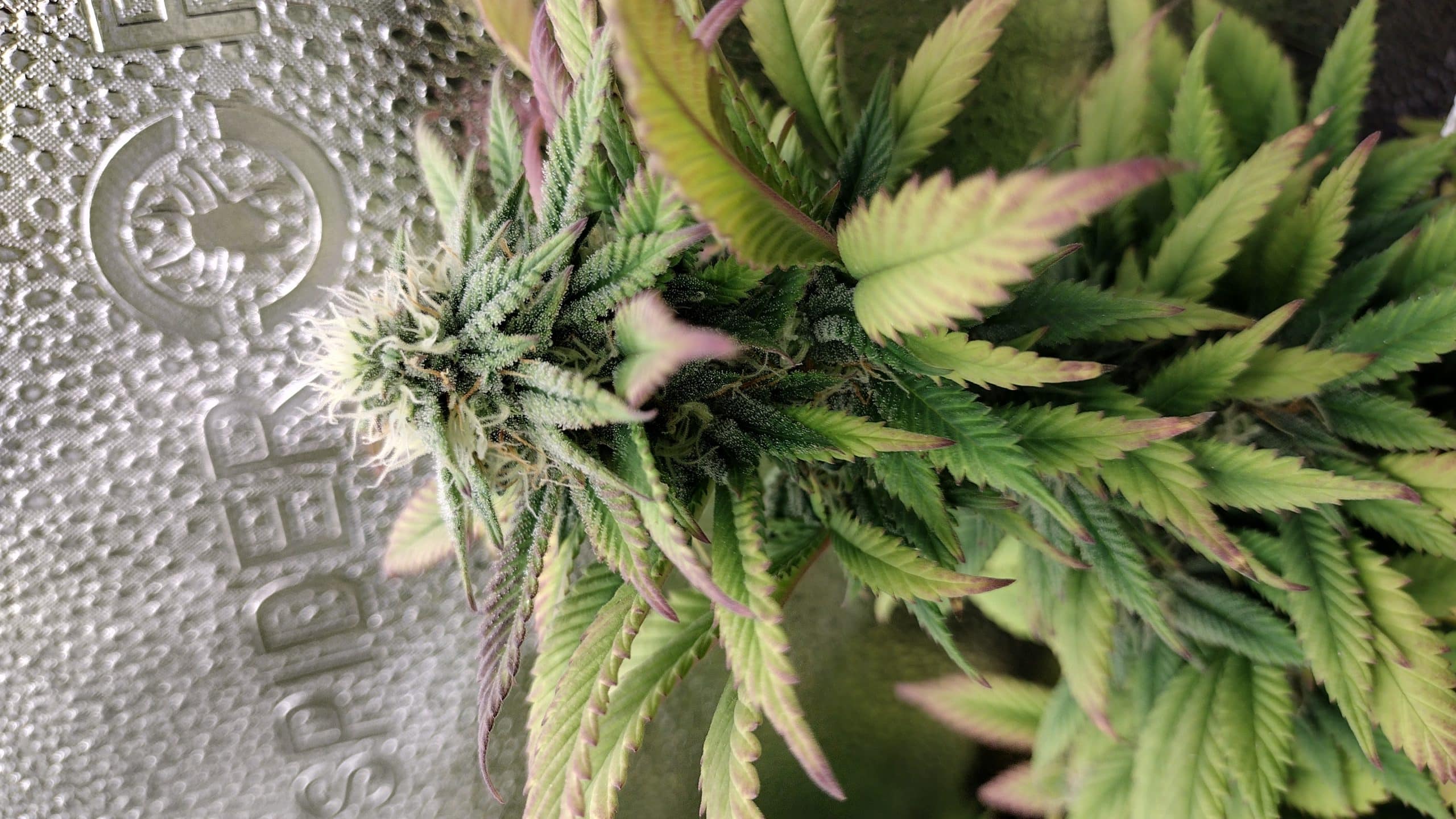 Image #2 from cannaking33grows