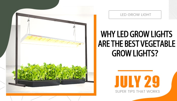 vegetable grow light spider farmer