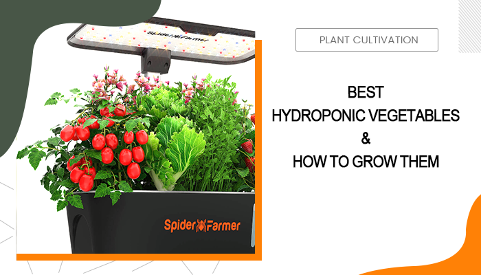 Hydroponic Vegetables