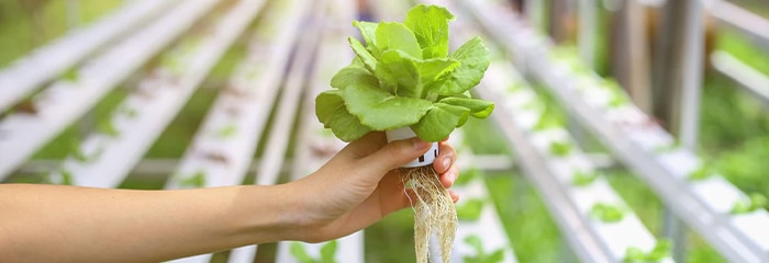 Commercial growers will prefer hydroponics systems