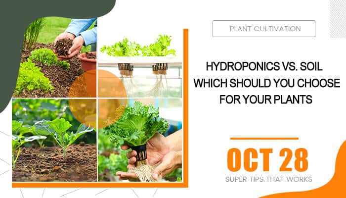 Hydroponics vs Soil Culture Which Should You Choose For Your