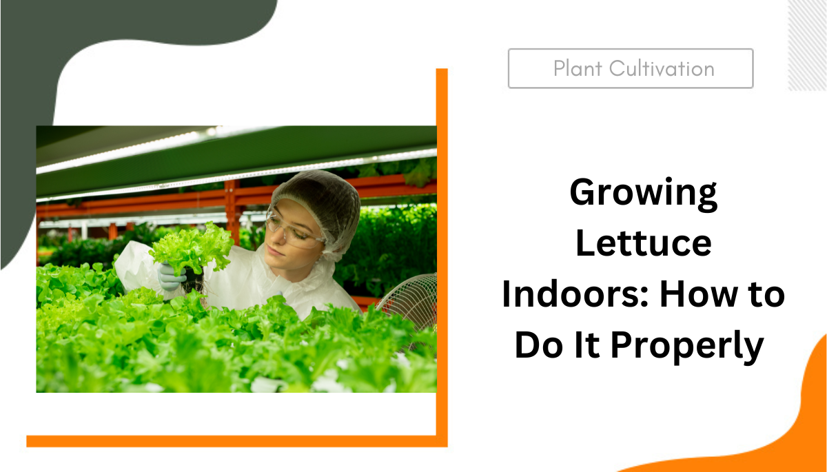 Growing Lettuce Indoors