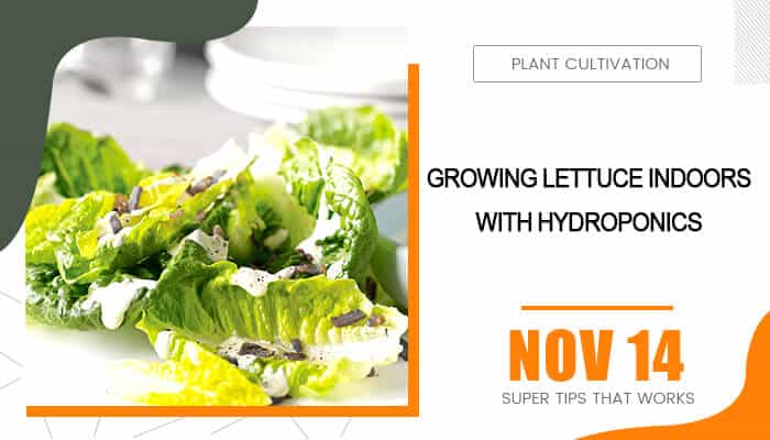Growing lettuce indoors with hydroponics