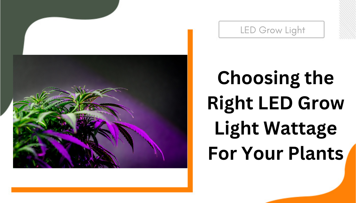 Choosing the Right LED Grow Light Wattage For Your Plants