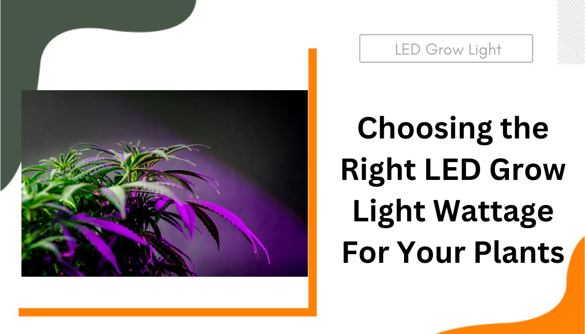 13 of the Best Grow Lights for Indoor Gardens