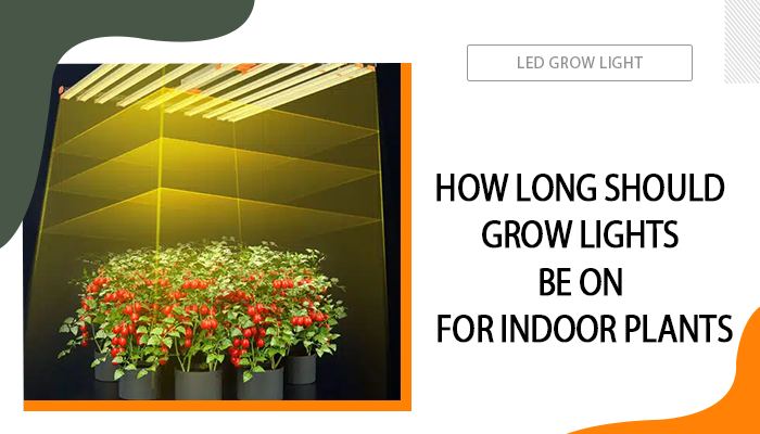 Should Grow Lights be Left on all the Time?