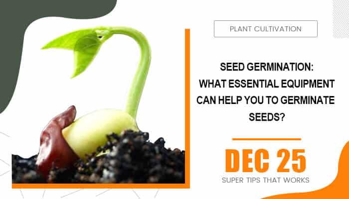 Seed Germination What Essential Equipment Can Help You To Germinate Seeds