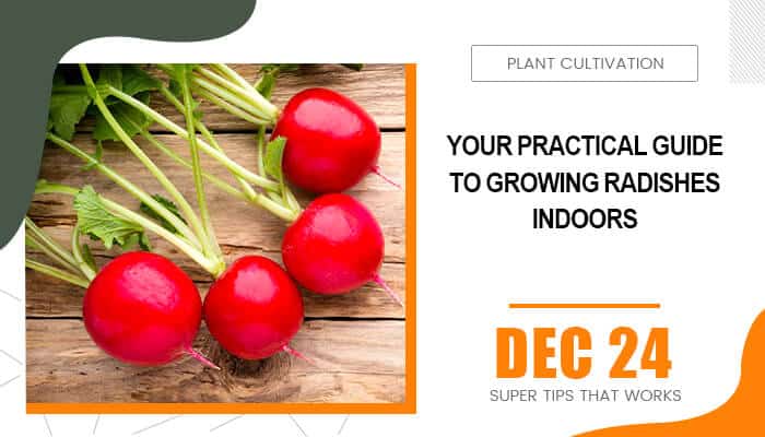 Your Practical Guide to Growing Radishes Indoors