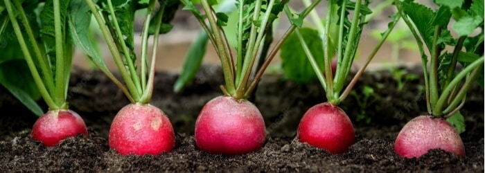 growing radishes indoor