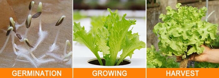 lettuce grow stages