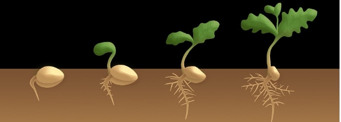 seed-germination