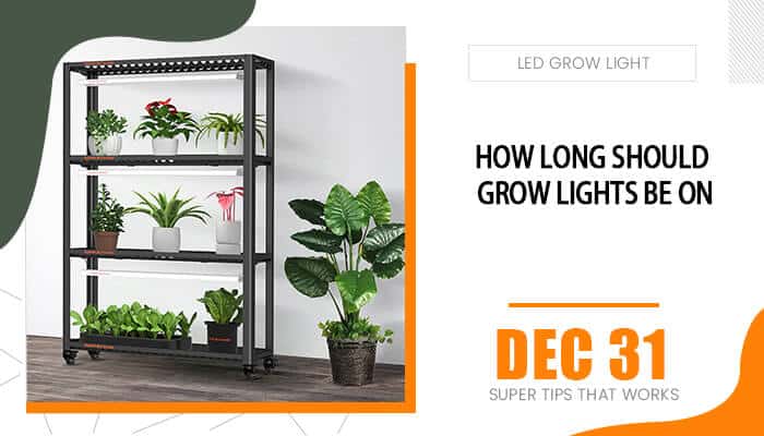 How Long Should Grow Lights Be On