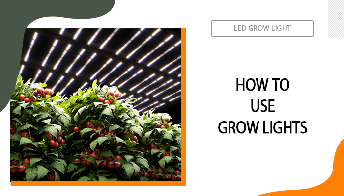 How to Use Grow Lights