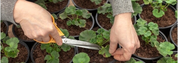 pruning plants