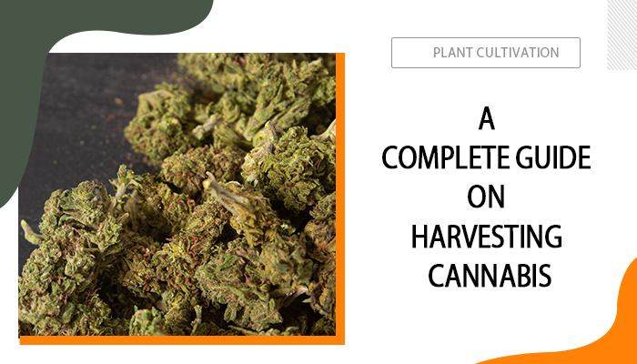 Harvesting Cannabis
