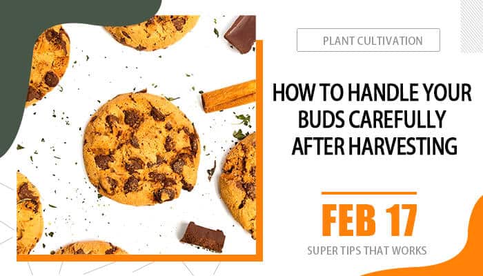 How to Handle your buds carefully after harvesting