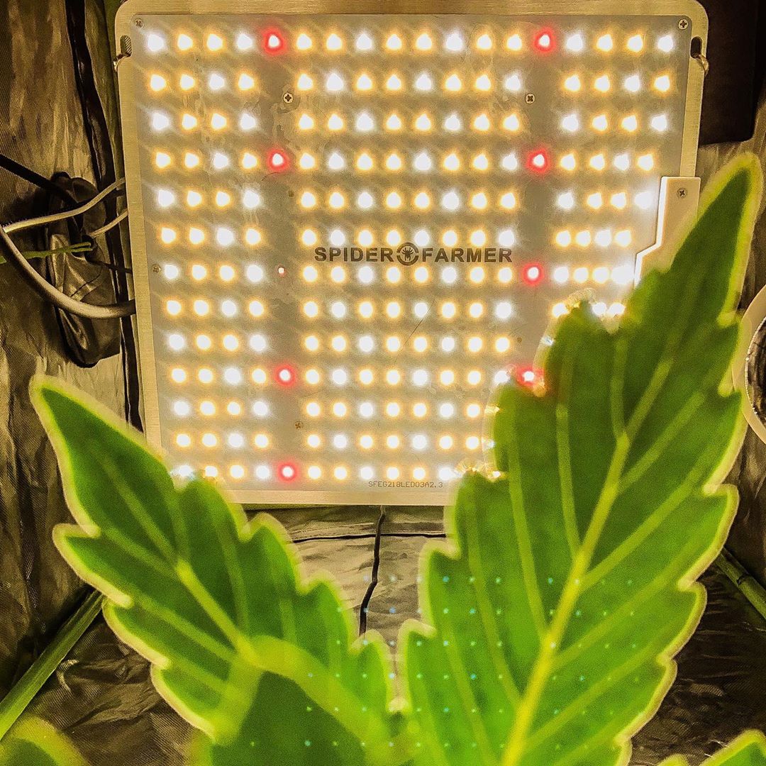 spider-farmer-sf-1000-led-grow-light
