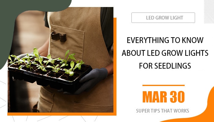 everything-to-know-about-led-grow-light-for-seedlings