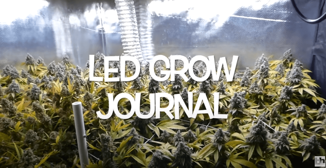 DAY 65 Flower ep9 Spider Farmer SF4000 Grow Journal 