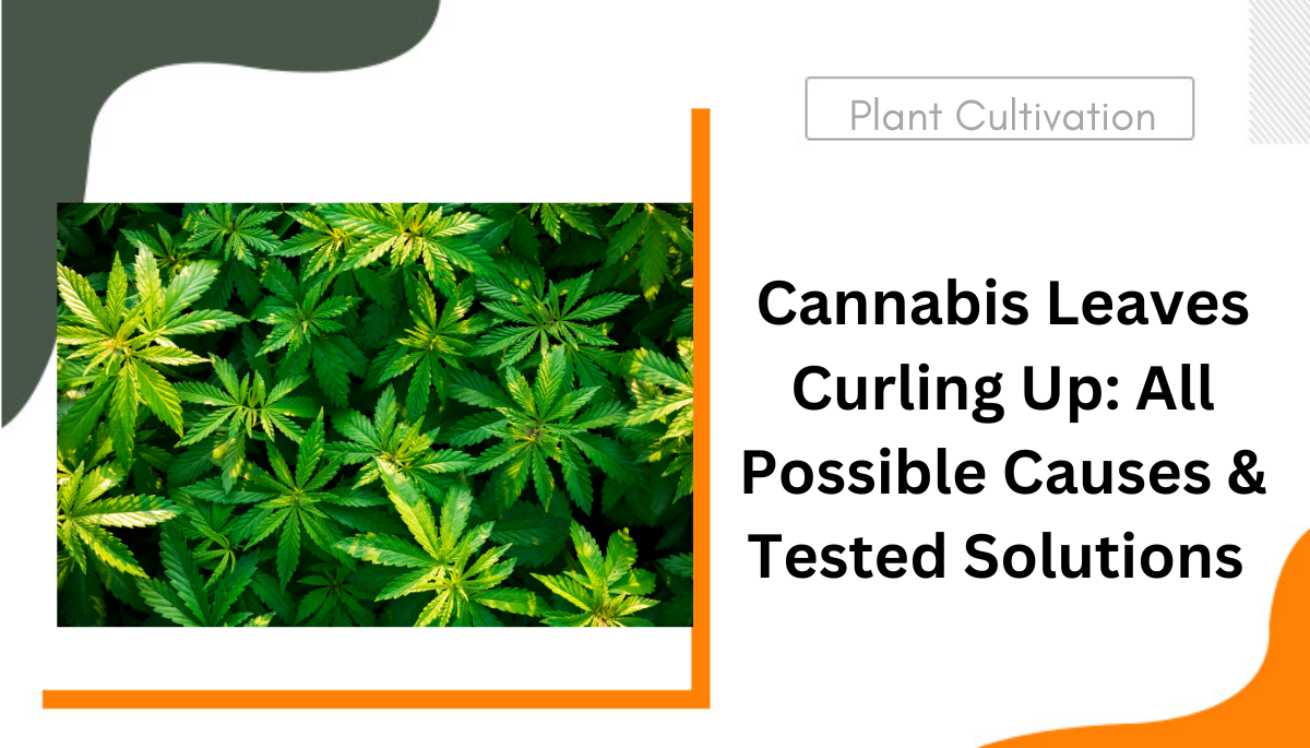 causes and solutions to cannabis leaves curling up