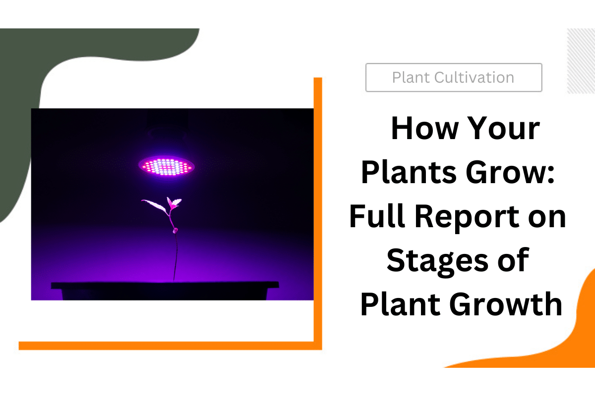Full Report on Stages of Plant Growth