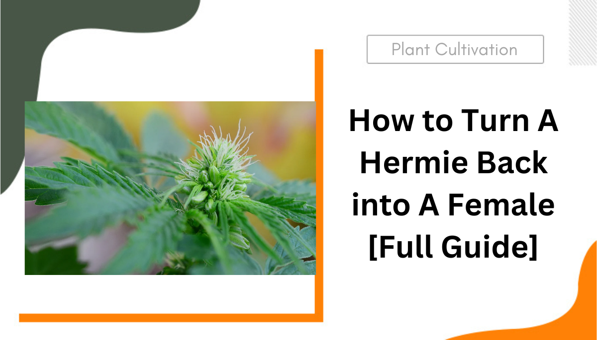 How to Turn A Hermie Back into A Female