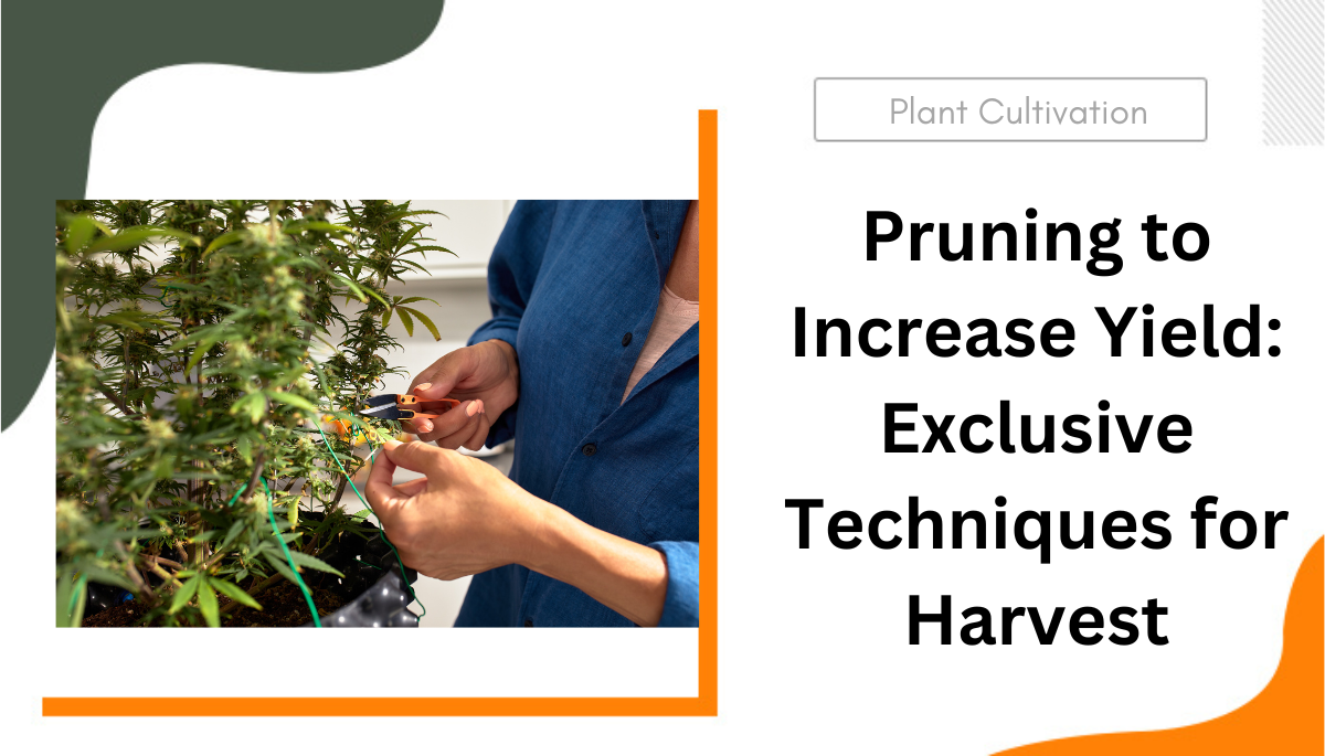 pruning to increase yield