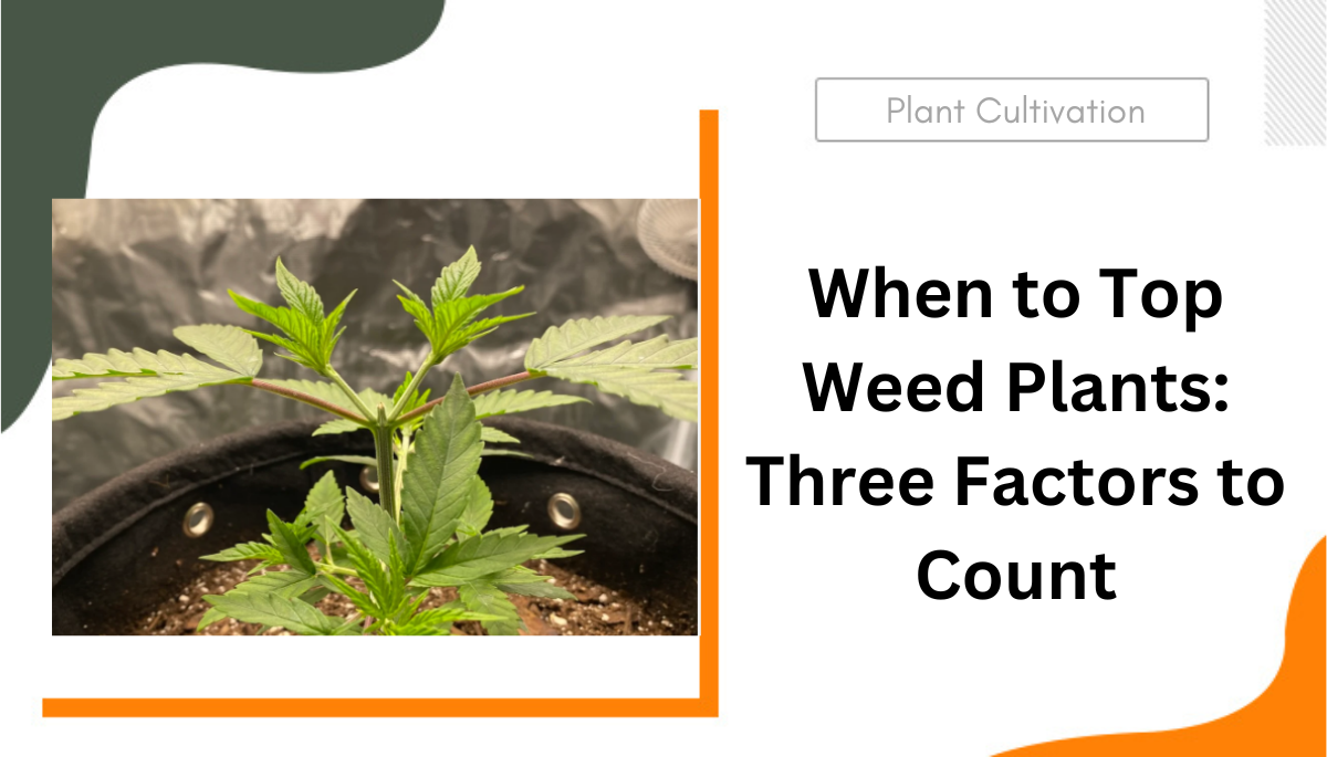 when to top weed plants