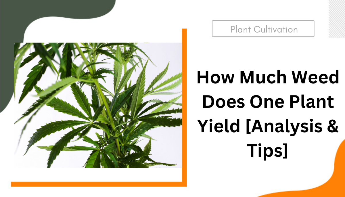 How Much Weed Does One Plant Yield