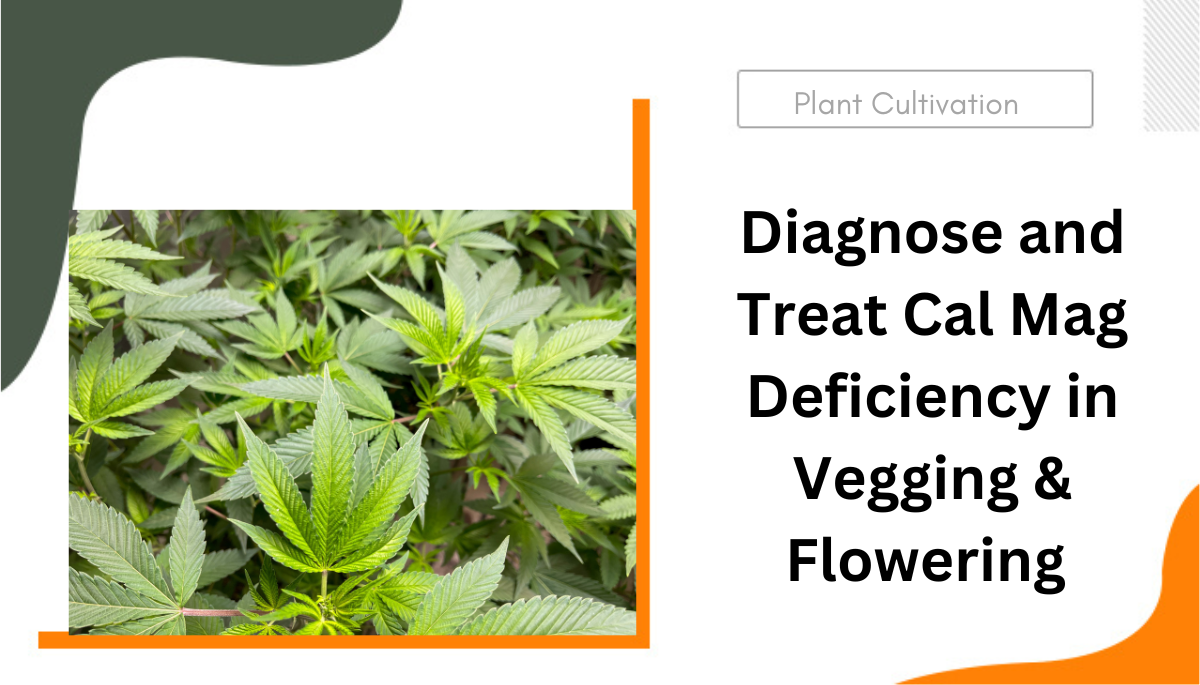 Diagnose and Treat Cal Mag Deficiency in Vegging & Flowering