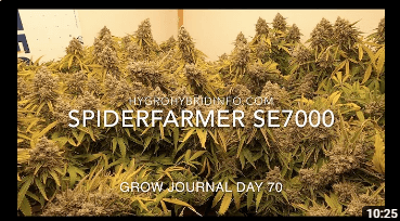 Day 70 BEAST MODE - SE7000 Spider Farmer LED Grow Light - Grow Your Own!