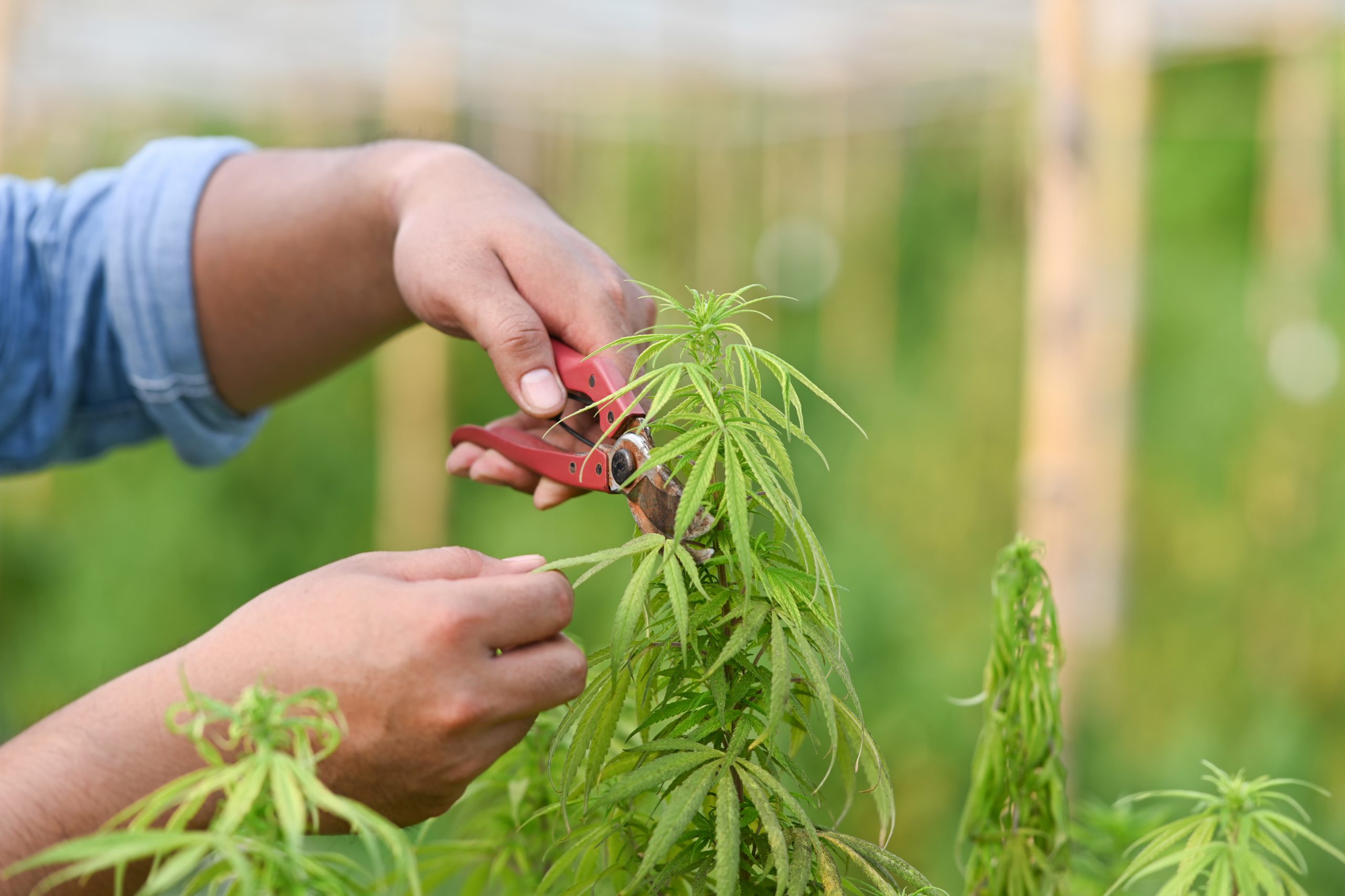 pruning marijuana plant in greenhouse