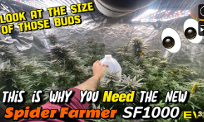 Spider Farmer SF 1000 EVO The Best Budget Grow Light For Beginners And Experts?