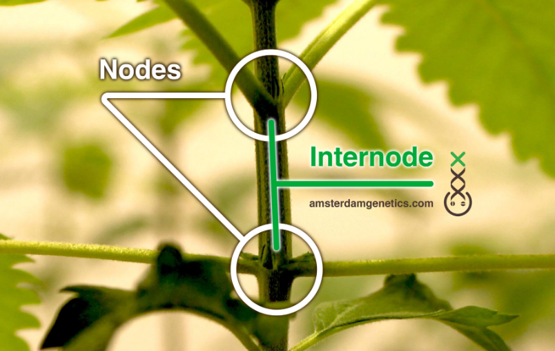 cannabis nodes and internodes