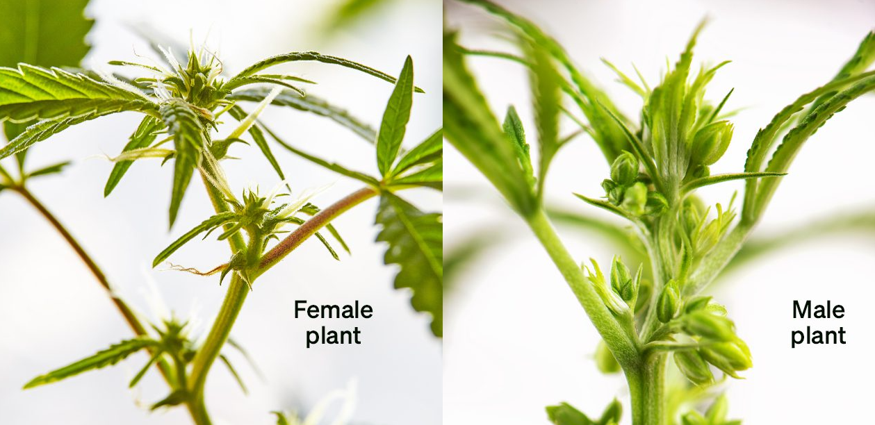 female plant vs male plant