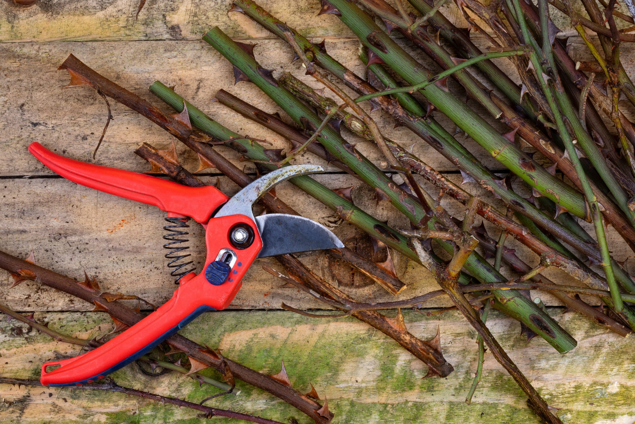 Pruning with Secateurs