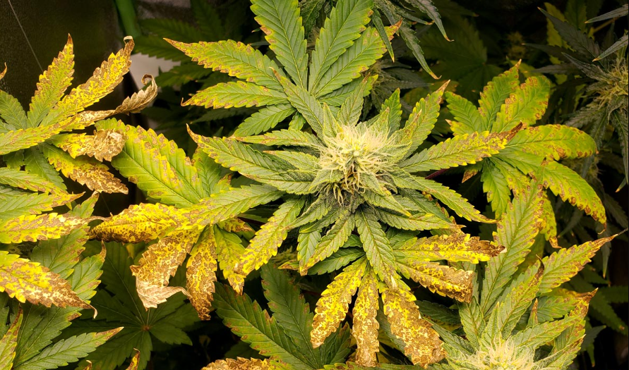 cannabis leaves curling up caused by low pH