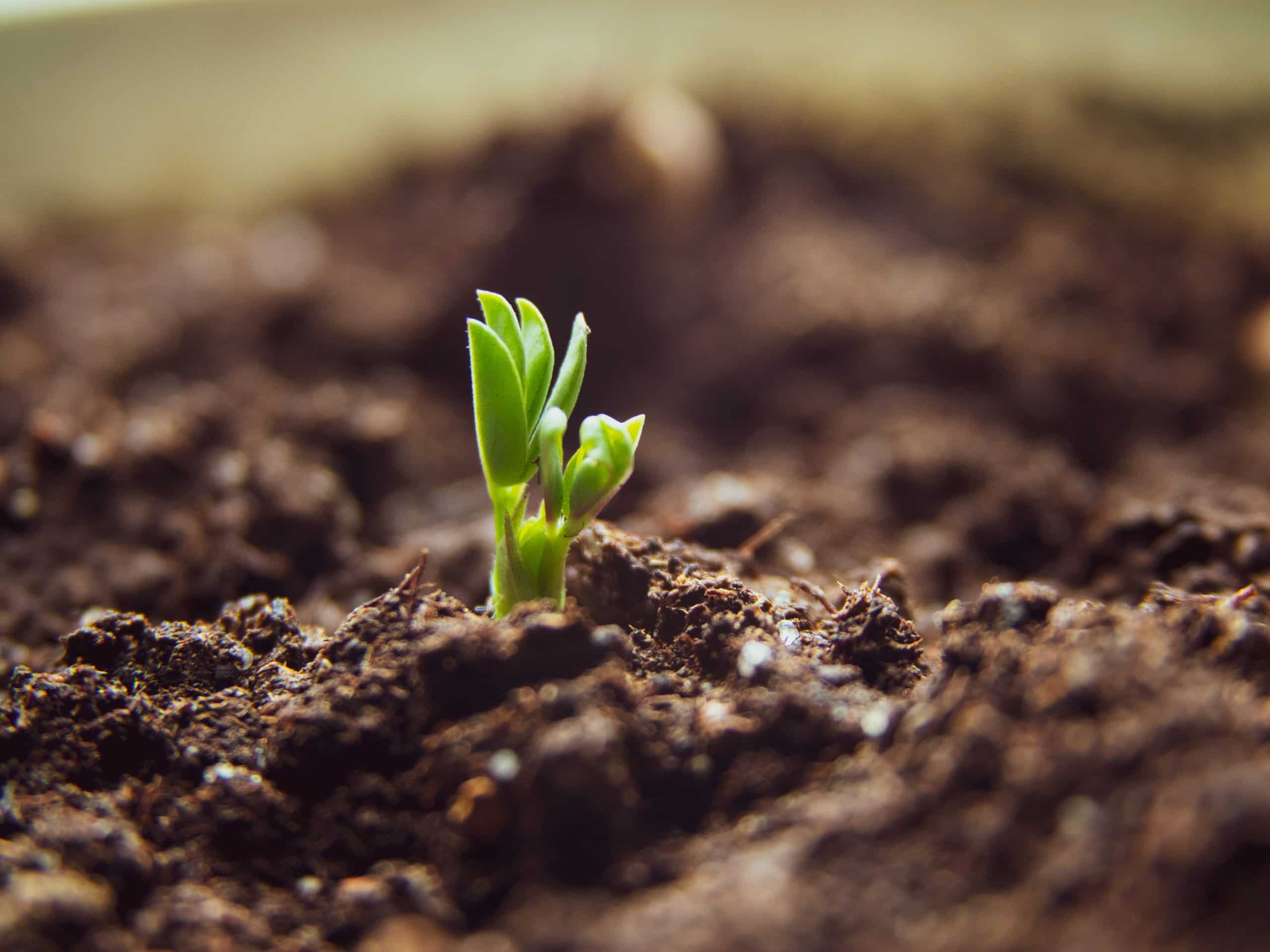 seedling stage of plant growth