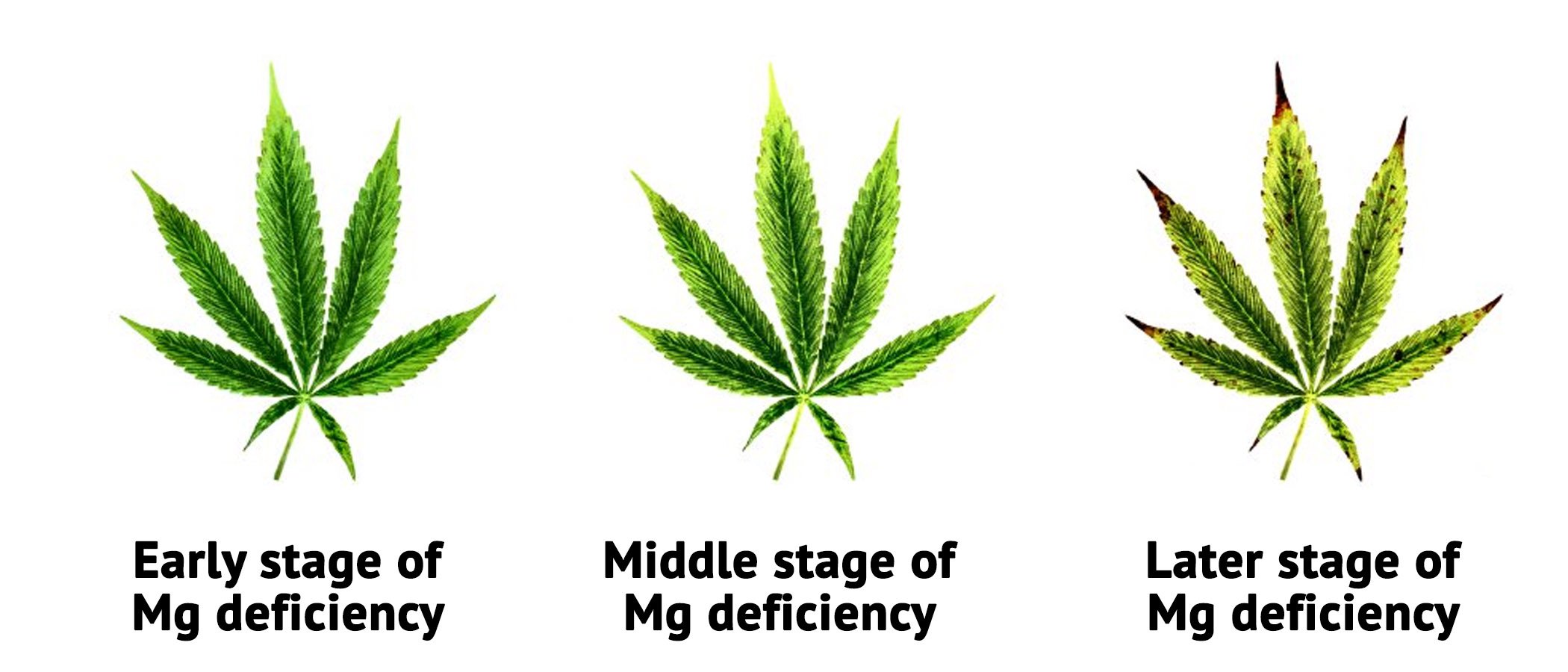 stages-of-magnesium-deficiency