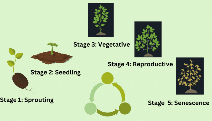 stages of plant growth diagram